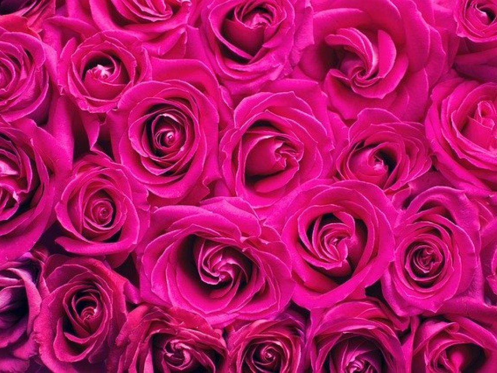 Udělejte radost darováním kytice ze 100 růží