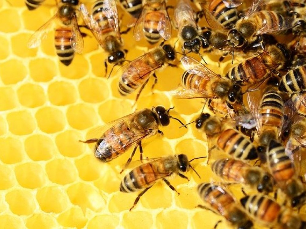 Jak může vyhynutí včel ovlivnit náš život
